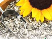 پروٹین کی کمی کا شکار خواتین سورج مُکھی کے بیج کھائیں