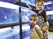 گھروں میں رنگ برنگی مچھلیاں پالنے کا رجحان بڑھنے لگا