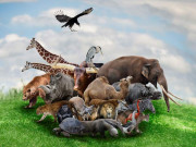 دنیا میں حیاتیاتی تنوع تیزی سے تباہی کی شکار ہورہی ہے