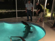 11 فٹ لمبے مگرمچھ کی گھریلو سوئمنگ پول میں مستیاں