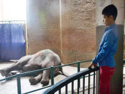 لاہور کے چڑیا گھر میں فیملی کے بغیر داخلہ ممنوع قرار دے دیا گیا