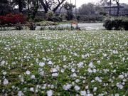 لاہور سمیت کئی شہروں میں بارش اور ژالہ باری موسم سرد ہو گیا