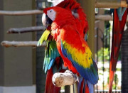 لاہور چڑیا گھر میں پرندوں کی افزائش نسل کے لیے مائیکرو چپ لگانے کا فیصلہ