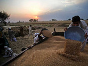 پنجاب میں گندم بار دانہ کے حصول کے لیے ہزاروں جعلی درخواستیں دیئے جانے کا انکشاف