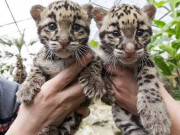 پشاورکے چڑیا گھرمیں مادہ چیتے کے ہاں 4 بچوں کی پیدائش