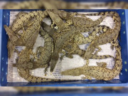 لندن ہیتھرو ایئرپورٹ پر سامان سے 50 زندہ مگرمچھ برآمد