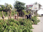 یونیورسٹی روڈ پرلگے درخت بے رحمی سے کاٹ دیے گئے  