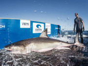 ہلٹن نامی شارک جس کے 20 ہزار ٹوئٹر فالوورز ہیں