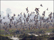 ہجرتی پرندوں کا عالمی دن آج منایا جارہا ہے