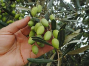 پاکستان کو زیتون پیدا کرنے والے 10 ممالک میں شامل کرنے کے منصوبہ کا آغاز