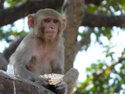 بھارت میں گاؤں پر بندروں کا حملہ لوگ گھربار چھوڑ کر فرار