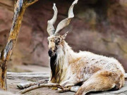 پنجاب میں اڑیال کی تعداد ساڑھے 3 ہزار سے تجاوز کرگئی