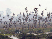 پاکستان سائبیریا سے آنے والے ہجرتی پرندوں کا مسکن