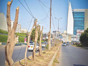 درختوں کا نہ ہونا کراچی میں ’’ہیٹ ویو‘‘ کی بڑی وجہ قرار