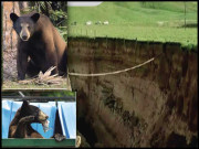 جب کالے ریچھوں کی فیملی اسکول کی بن بلائی مہمان بن گئی