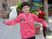 لاہور میں سیلفیاں بنوانے کے شوقین طوطے