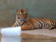 لاہور کے چڑیا گھر میں جانوروں کا مزاج ٹھنڈا رکھنے کے لئے برف کا استعمال