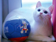 روسی بلی فاتح سائیڈز کے حوالے سے پیشگوئی کرے گی