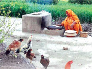 ہیں کٹھن بہت دیہی خواتین کے شب و روز