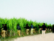 جرائم پیشہ افرادکے لیے ڈی پی او خوف کی علامت بن گئے