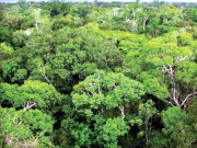 ملک میں جنگلات کا مستند ڈیٹا مرتب کرنے کا فیصلہ