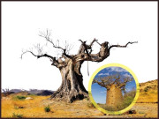 موسمی تغیر قدیم ترین درختوں کو نگلنے لگا