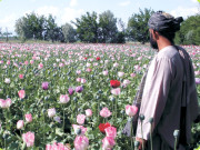 افغانستان  ہیروئن اور منشیات کا مرکز