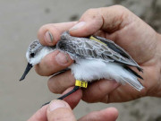 پنجاب میں جنگلی حیات کا مکمل ڈیٹا مرتب کرنے کا فیصلہ