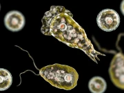 دماغ کو کھانے والا امیبا