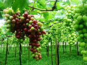 بارانی زرعی تحقیقاتی ادارہ میں انگورکی 50 اقسام کی کاشت