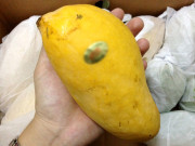 ایم ایچ پنہور فارم پر ڈیڑھ کلو وزنی سونھرہ آم کی پیداوار