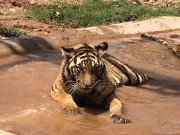 پشاور چڑیا گھر کی رونق بڑھانے 6 شیر آگئے