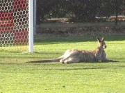 کینگرو نے ویمنز فٹبال میچ رکوا دیا
