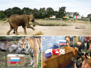 فٹبال ورلڈ کپ پیشگوئی کرنے والے جانوروں کی تعداد میں اضافہ ہونے لگا