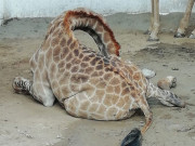 جنوبی افریقا سے پاکستان لائے گئے 9 زرافے ہلاک