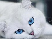 نیلی آنکھوں والی بلی سوشل میڈیا اسٹار بن گئی