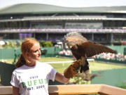 ومبلڈن کبوتروں کو بھگانے والے باز ’روفس‘ کی ذمہ داری بڑھ جائیگی