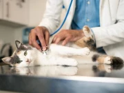 انسانوں میں کینسر کے علاج کی کلید بلیوں میں چھُپی ہوسکتی ہے