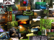 عالمی ماحولیاتی نظام کی بقا کے ضامن جان دار