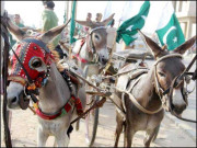 گدھا میرا پسندیدہ