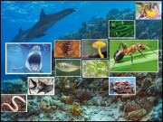 ماحولیاتی نظام کی بقا کے ضامن جان دار