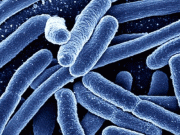 انسانی جسم میں رہنے والے ای کولی بیکٹیریا