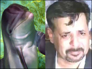 پلانٹڈ سیاسی پودا اور مردہ ڈولفن