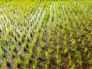 چینی ہائبرڈ رائس ماہرین کا وفد آئندہ ماہ پاکستان آئے گا