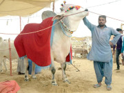 مویشی منڈی سج گئی جانوروں کی ہوش ربا قیمتوں سے خریدار پریشان