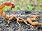 دنیا کا سب سے مہنگا زہر جس کی قیمت اربوں روپے میں ہے