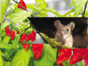 بھوت مرچ امریکا میں سبزہ زاروں کی محافظ بن گئی