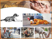 آوارہ کتے اور ذوقِ گدائی