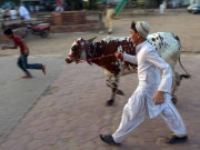 قربانی… دکھاوے کی نہیں، نیت کی ہونی چاہیے