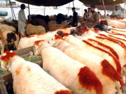 افغانستان سے دنبوں کی پاکستان درآمد پر عائد پابندی ختم